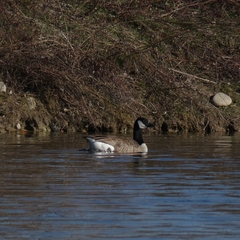 Branta canadensis