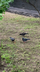 Columba livia domestica