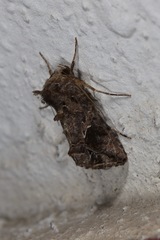 Ctenoplusia accentifera