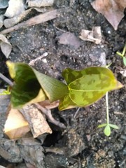 Trillium recurvatum