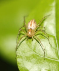 Oxyopes hindostanicus