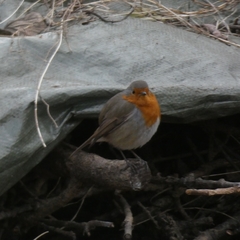 Erithacus rubecula