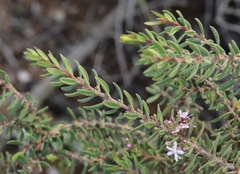 Agathosma microcarpa