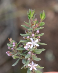 Agathosma microcarpa