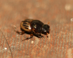 Onthophagus difficilis