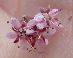 Agathosma microcarpa