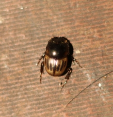 Onthophagus difficilis