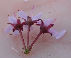 Agathosma microcarpa