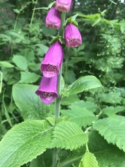 Digitalis purpurea