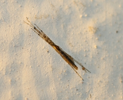 Styringomyia