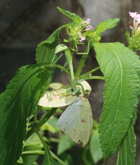 Hierodula membranacea