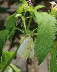 Hierodula membranacea