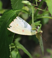 Hierodula membranacea