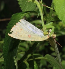 Hierodula membranacea