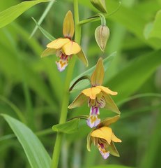 Epipactis thunbergii