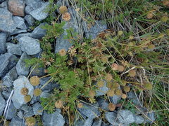 Acaena glabra