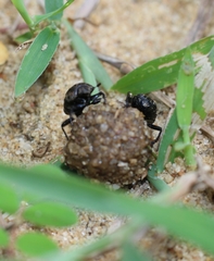 Gymnopleurus koenigi