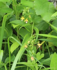 Epipactis thunbergii