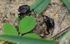 Gymnopleurus koenigi