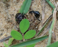 Gymnopleurus koenigi