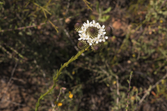 Pseudoselago guttata