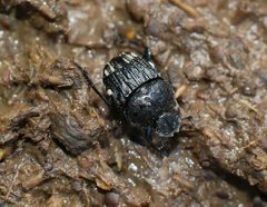 Gymnopleurus koenigi