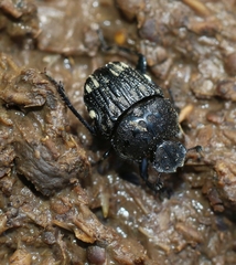 Gymnopleurus koenigi