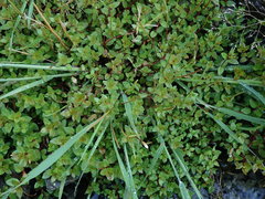 Epilobium macropus