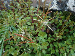 Epilobium macropus