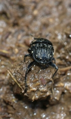 Gymnopleurus koenigi