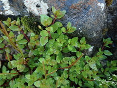 Epilobium macropus