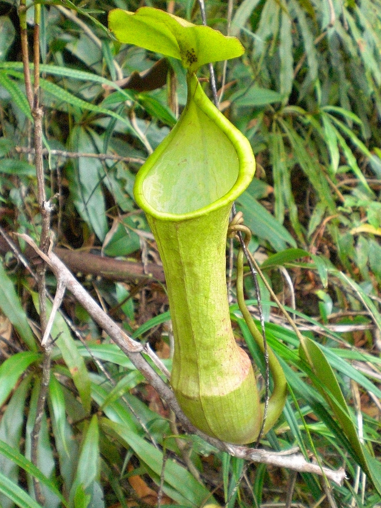 Népenthès ailé (Nepenthes alata)