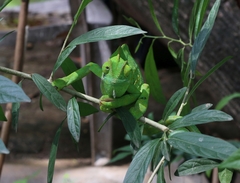 Chamaeleo zeylanicus