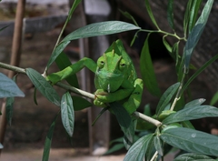 Chamaeleo zeylanicus