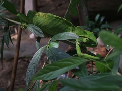 Chamaeleo zeylanicus