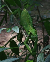 Chamaeleo zeylanicus