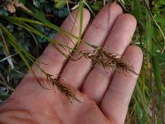 Carex edura