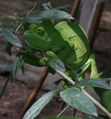 Chamaeleo zeylanicus