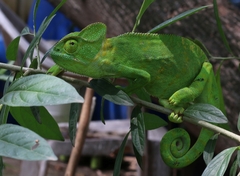 Chamaeleo zeylanicus