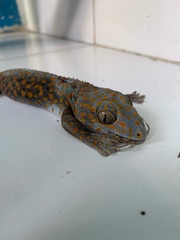 Gekko gecko
