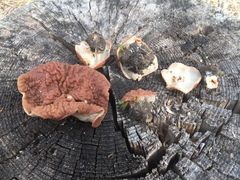 Gyromitra perlata