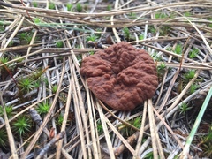 Gyromitra perlata