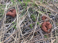 Gyromitra perlata