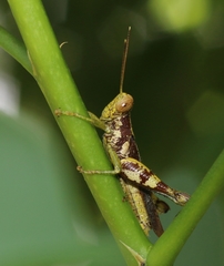 Pirithoicus ophthalmicus