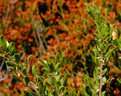 Psoralea obliqua