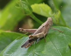 Pirithoicus ophthalmicus