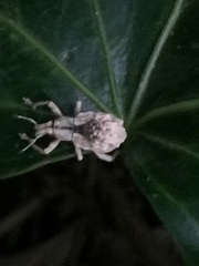 Dermatoxenus caesicollis