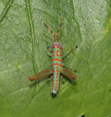 Pirithoicus ophthalmicus