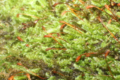 Racopilum cuspidigerum