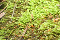 Racopilum cuspidigerum